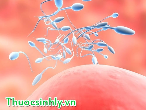 lam-gi-khi-bi-tinh-trung-yeu lam-gi-khi-bi-tinh-trung-yeu