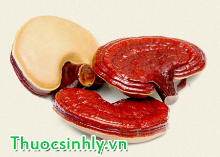 cach-dung-nam-linh-chi