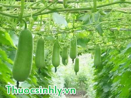 cach-giam-can-bang-bi-dao cach-giam-can-bang-bi-dao