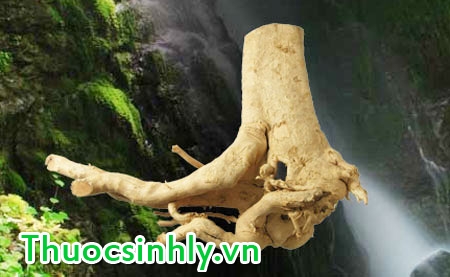 cay-ba-benh-giup-tang-cuong-sinh-luc-nam-gioi-1