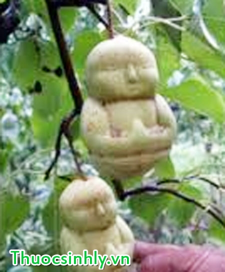 cay-ba-benh-giup-tang-cuong-sinh-luc-nam-gioi