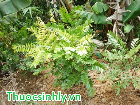 cay-ba-benh_tim-lai-sinh-luc-thoi-trai-tre-co-qua-kho