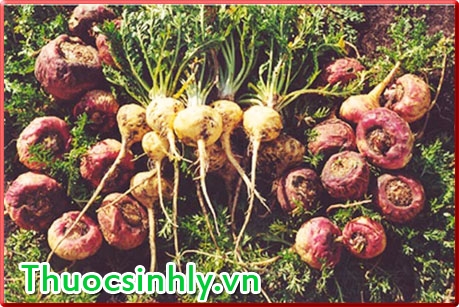 cay-maca_tim-lai-sinh-luc-thoi-trai-tre-co-qua-kho