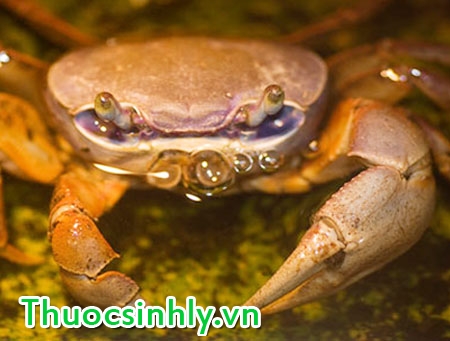 cua-bien-lieu-thuoc-tang-luc-danh-cho-quy-ong