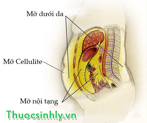 de-giam-beo-ta-can-phai-dao-thai-lop-mo-nao-trong-co-the