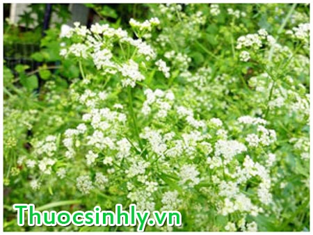 dieu-can-biet-ve-yeu-sinh-ly-nam-gioi-1