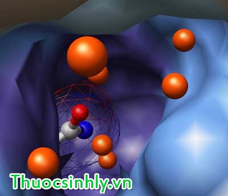 duong-chat-nitric-oxide-la-gi