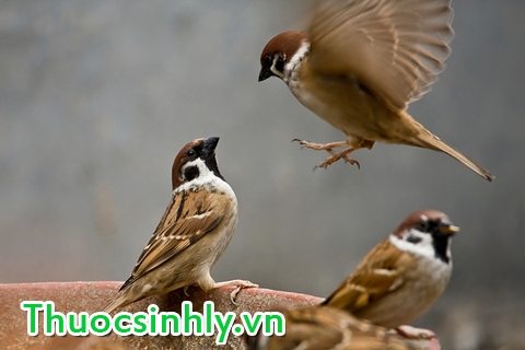 giai-ma-bai-thuoc-tang-cuong-sinh-ly-tuc-thoi-cua-vua-chua-thoi-xua-a