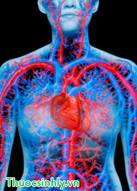 l-arginine-trong-dieu-tri-yeu-sinh-ly-1