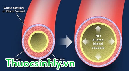 l-arginine-trong-dieu-tri-yeu-sinh-ly