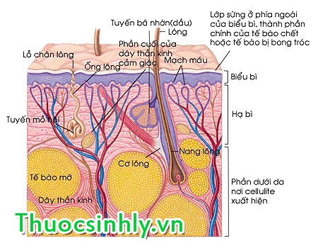 loai-bo-nhanh-3-5kg-sau-tet-3 loai-bo-nhanh-3-5kg-sau-tet-3