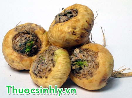 maca-thao-duoc-quy-tang-cuong-sinh-luc-hieu-qua-1