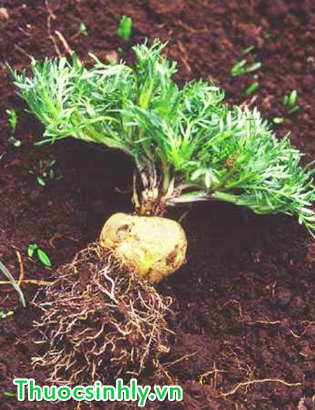 maca-thao-duoc-quy-tang-cuong-sinh-luc-hieu-qua-2