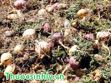 maca-thao-duoc-quy-tang-cuong-sinh-luc-hieu-qua