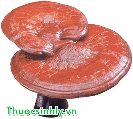 mua-nam-linh-chi-o-dau-an-toan-chinh-hang