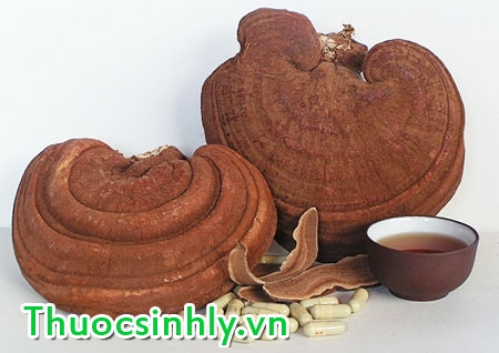 nam-linh-chi-la-gi-1