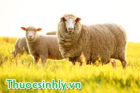 nhau-thai-cuu-co-tot-khong-mua-o-dau