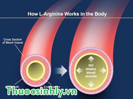 nitric-oxide-doi-voi-su-cuong-duong