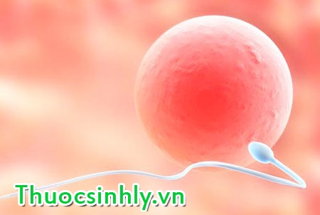 sinh-luc-manh-me-qua-tinh-trung