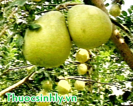 tac-dung-giam-can-cua-buoi tac-dung-giam-can-cua-buoi
