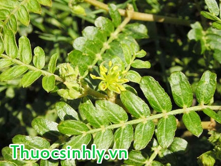 thao-duoc-tang-sinh-luc-cay-tat-le-1