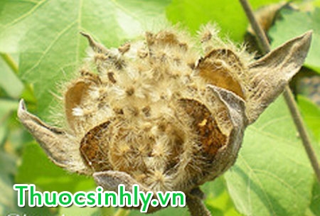 thao-duoc-tang-sinh-luc-cay-tat-le