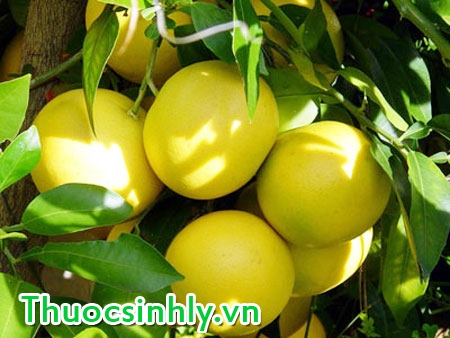 thuc-don-giam-can-5kg-voi-buoi