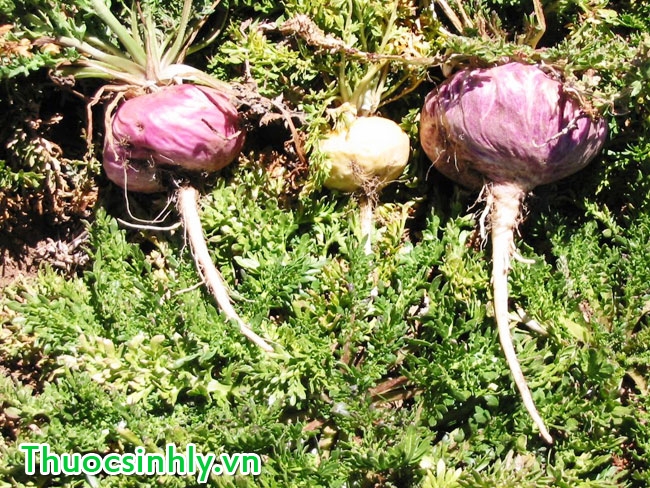 tim-kiem-thao-duoc-manh-hon-ca-vigara tim-kiem-thao-duoc-manh-hon-ca-vigara