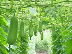 Hướng dần cách giảm cân bằng bí đao