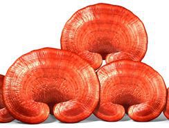 Cách phân biệt nấm linh chi Hàn Quốc với Trung Quốc