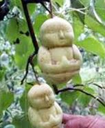 Cây bá bệnh giúp tăng cường sinh lực nam giới 