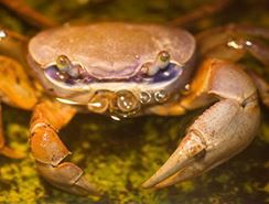 Cua biển, liều thuốc tăng lực dành cho quý ông