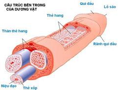 Kích thước dương vật đàn ông và những bí mật cho phụ nữ