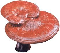 Mua nấm linh chi ở đâu an toàn, chính hãng