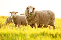 Nhau thai cừu có tốt không, mua ở đâu?