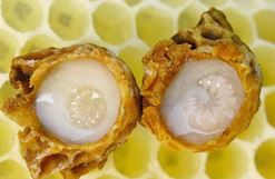 Sữa ong chúa tươi mua ở đâu nguyên chất?