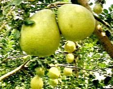 Tác dụng giảm cân của bưởi