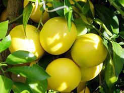 Thực đơn giảm cân 5kg với bưởi trong 20 ngày