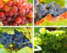 Nhóm trái cấy giúp giảm cân rất tốt